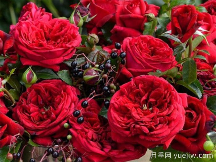 热门50种月季花品种展示，每一种都独特美丽(图8)