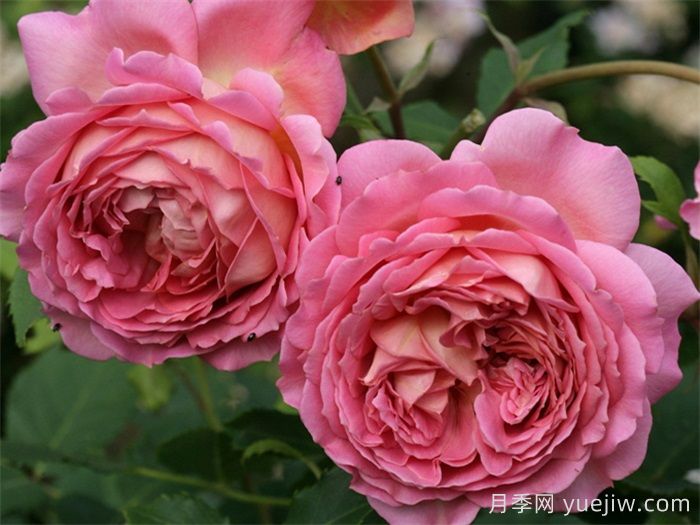 热门50种月季花品种展示，每一种都独特美丽(图10)