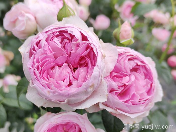 热门50种月季花品种展示，每一种都独特美丽(图13)