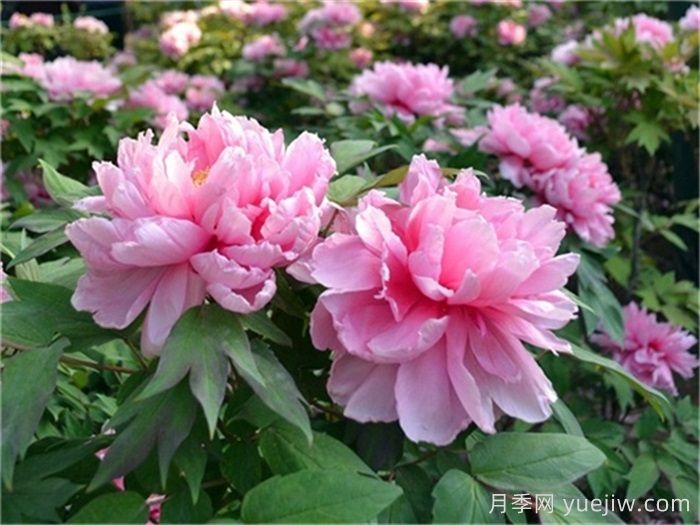 牡丹国色天香，栽培历史已有1500年(图1)