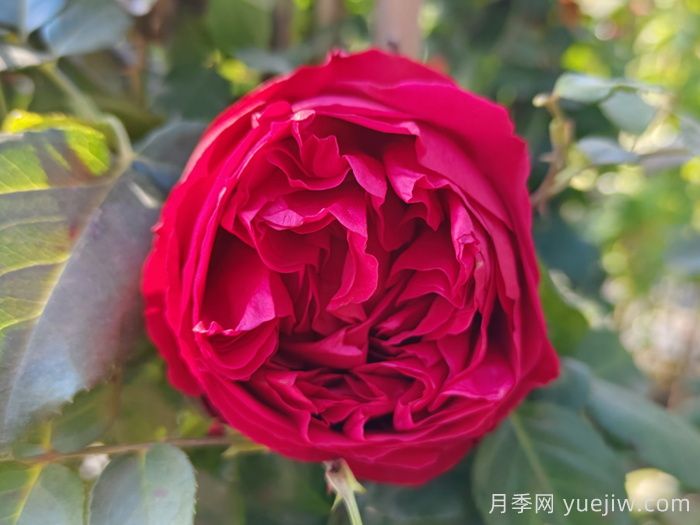 适合福建的藤本月季，必养的二个品种(图1)