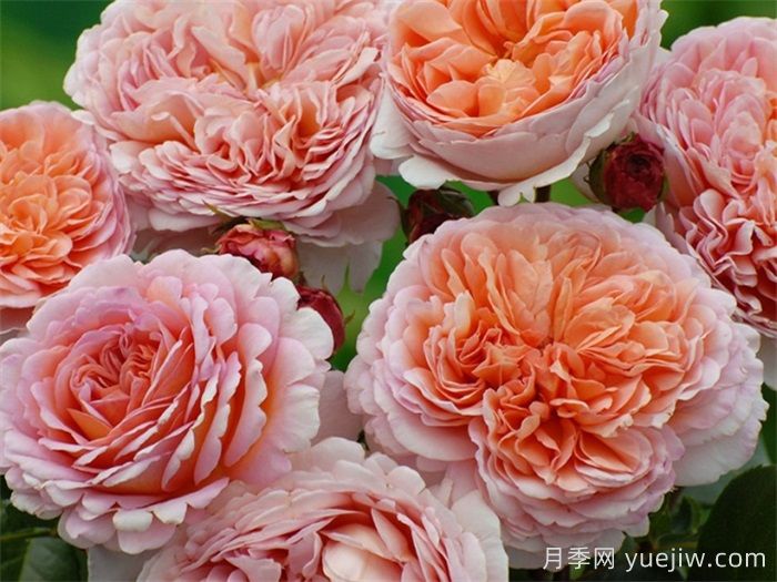 15款经典月季花，好看好养，月季花开看花海！(图2)