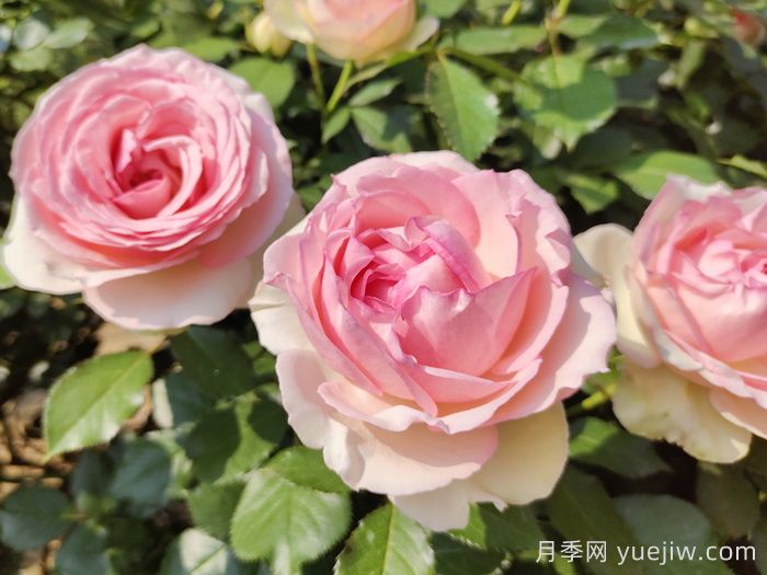 15款经典月季花，好看好养，月季花开看花海！(图4)