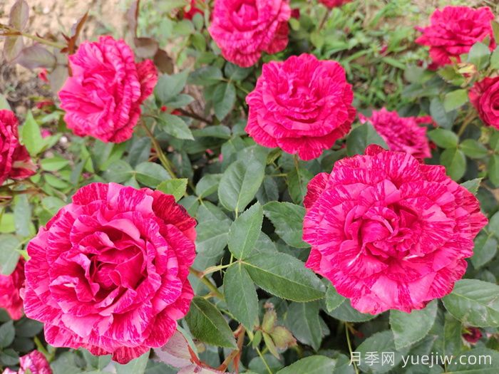 无锡龙寺生态园月季花开陶人醉(图2)