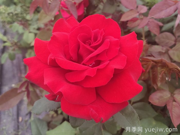 关于月季花颜色寓意，你不知道的花语(图1)