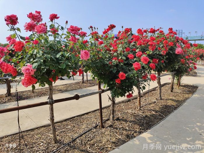 月季花开满全城，郑州建多个月季景观主题公园(图2)