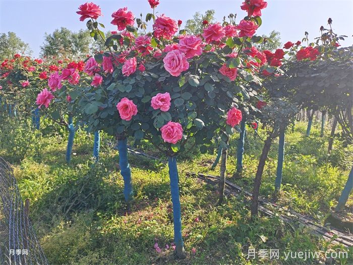 5公分月季树多少钱一株？(图2)