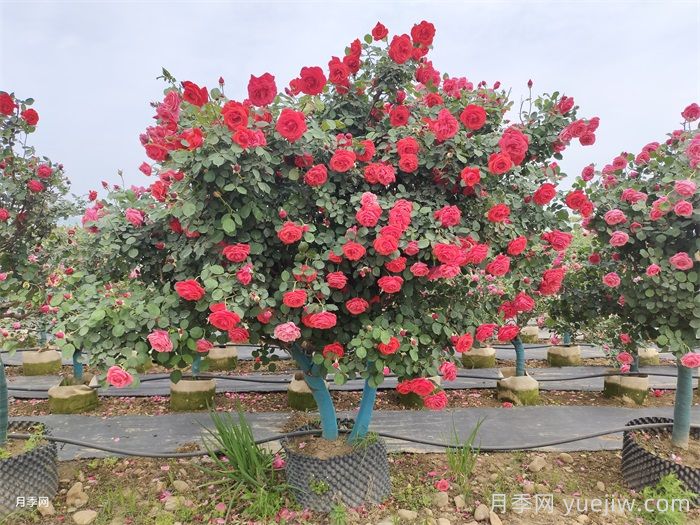 新手养月季避开三大坑，不养成繁花大月季(图1)