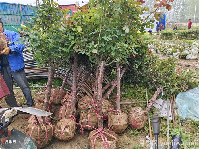 夏天连续阴雨天，月季如何养护？(图1)