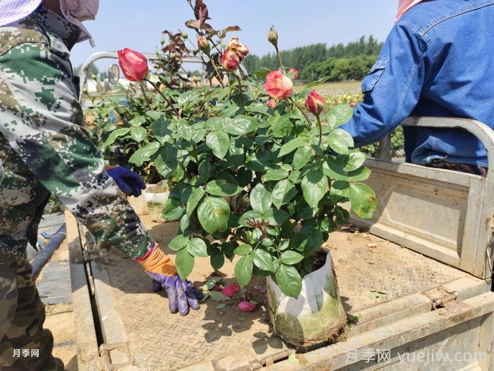 夏天月季长得好，这几点养护要求要做到(图1)