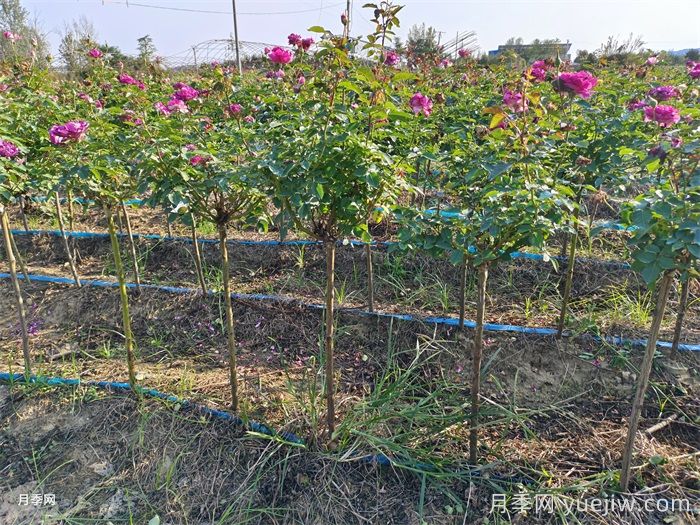 夏天月季长得好，这几点养护要求要做到(图2)