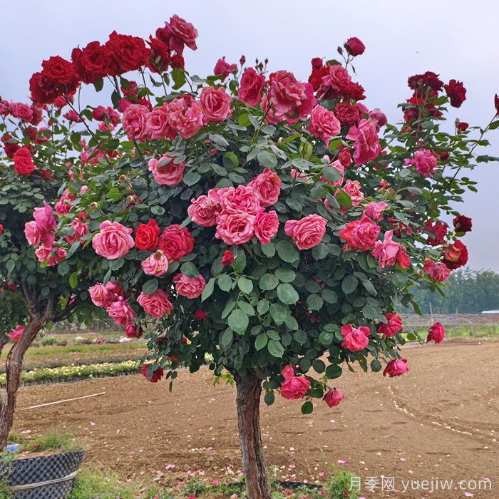 生长更强壮，月季打顶怎么做？(图1)