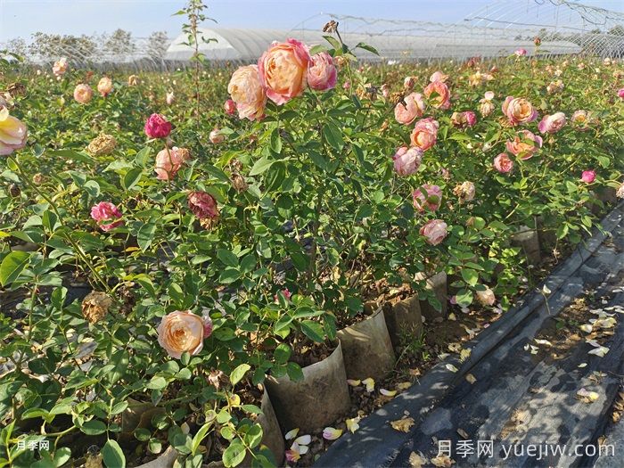 月季叶片发黄？黄叶的处理办法(图1)