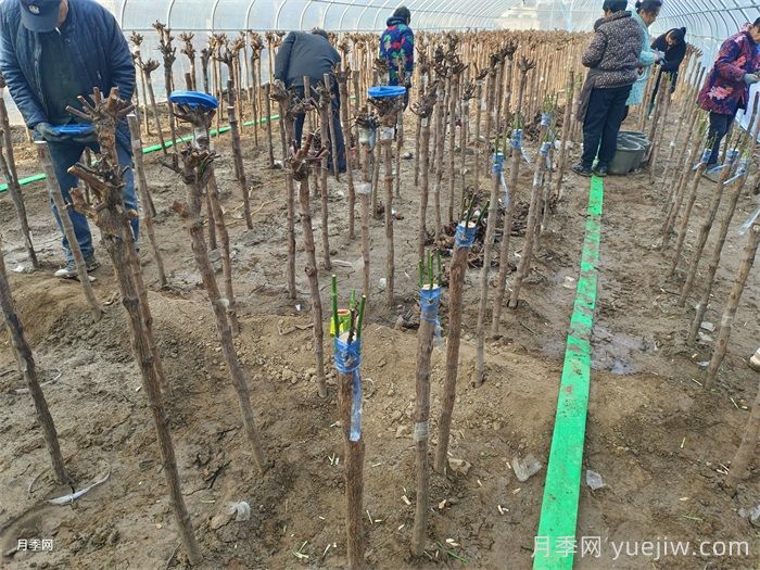 砧木与接穗，如何影响月季嫁接成活的？(图1)