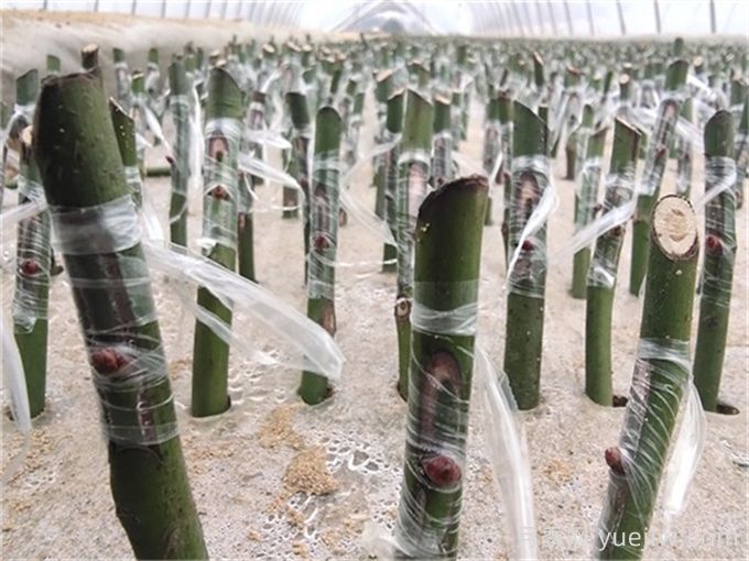 砧木与接穗，如何影响月季嫁接成活的？(图2)