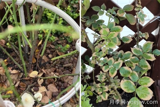 夏天月季经常黑杆黄叶，3个方面来解决(图2)