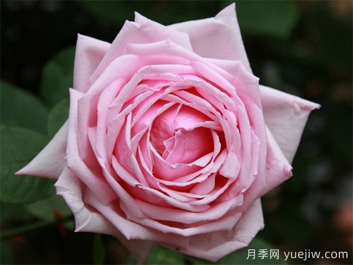 哪个国家的月季更勤花？月季怎么才能做到月月开花？(图1)