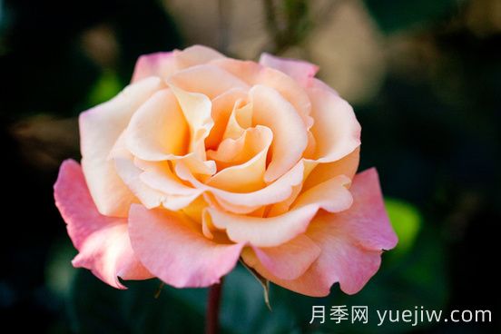 蒙娜丽莎油画月季介绍和优缺点(图1)