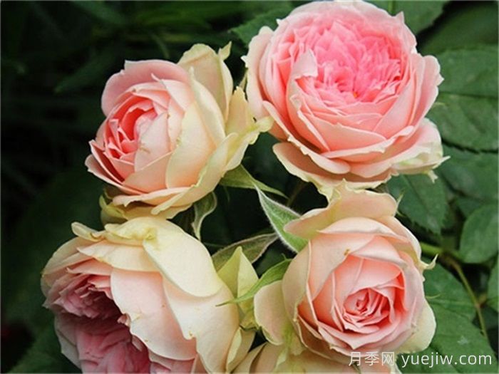 德国科德斯月季育种公司，抗病月季品种制造机(图5)