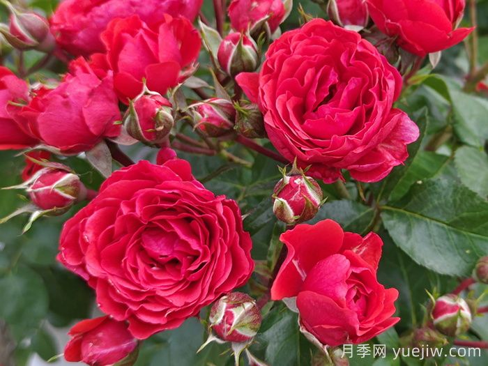 奇卡门廊月季介绍和优缺点(图1)