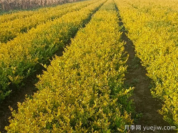 金森女贞的养护管理措施(图1)