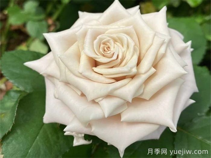 54种常见玫瑰品种大全和寓意(图2)