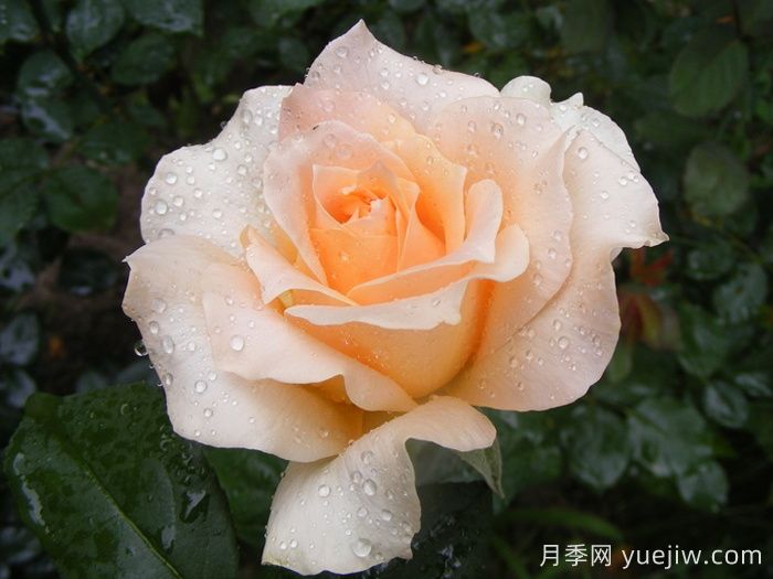 卡萨诺瓦月季介绍和优缺点(图1)