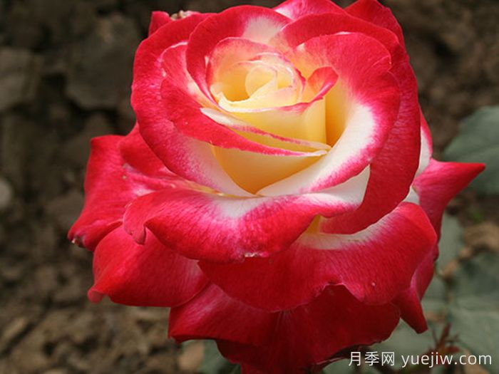 月季品种总结大全，详细的月季品种选择(图4)