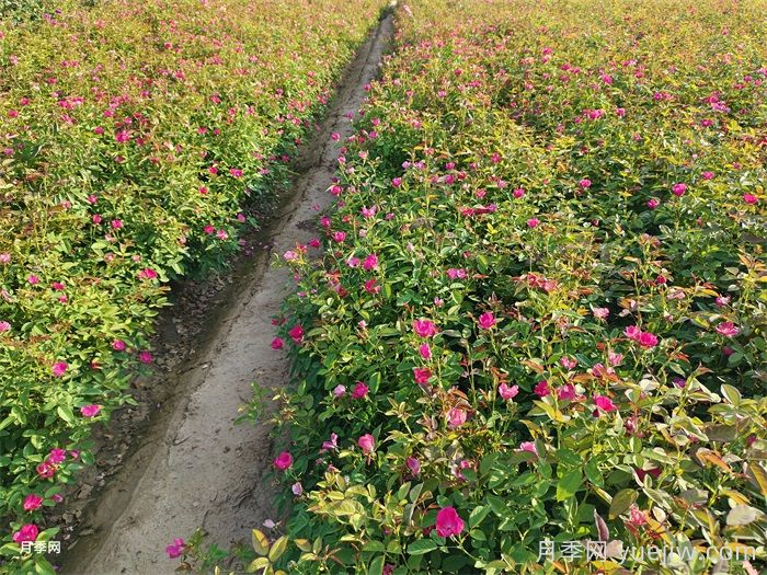 如何让月季新芽多？给你4招促芽方法(图2)