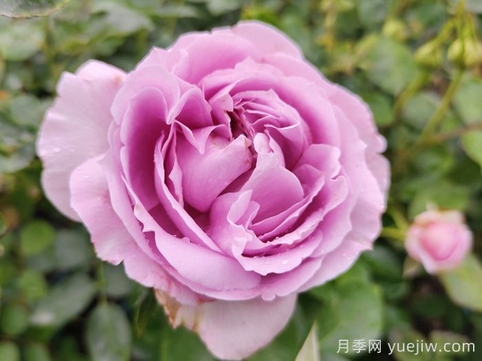 玫瑰和月季哪个好养？(图1)