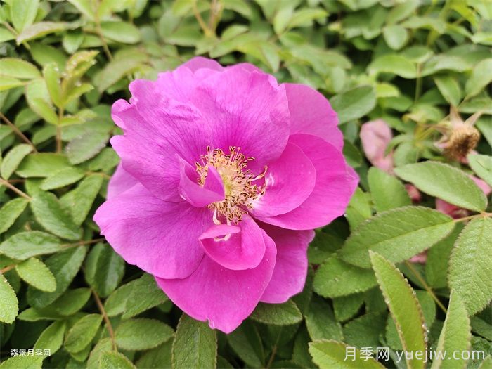 玫瑰和月季哪个好养？(图2)