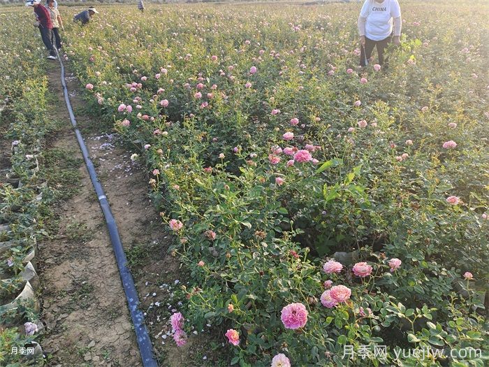月季十死九个涝，月季浇水详细教程分享(图2)