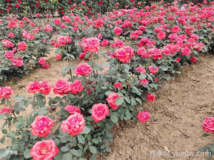 60种适合河北绿化种植的灌木品种(图1)