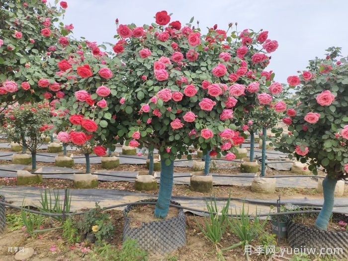 养花届的新宠儿树状月季，南阳月季树好不好养呢？(图2)