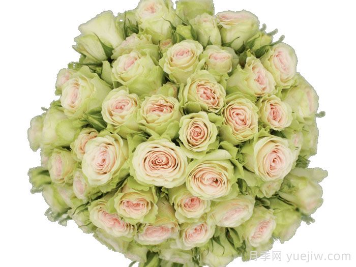 斐波那契延陀罗月季/斐波那契扬特拉(图1)