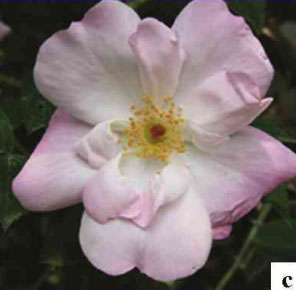 天山桃园月季(图1)