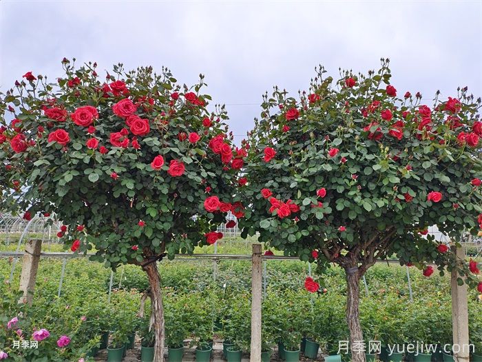 月季知识知多少？最全的月季百科知识！(图4)
