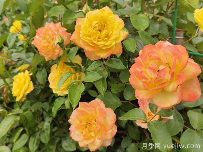 别养普通月季花了，推荐3款会变色的月季(图1)