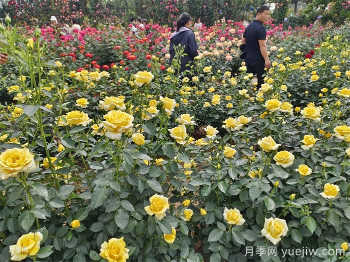 月季广泛种植应用在城市绿化带，原因究竟是什么？(图2)