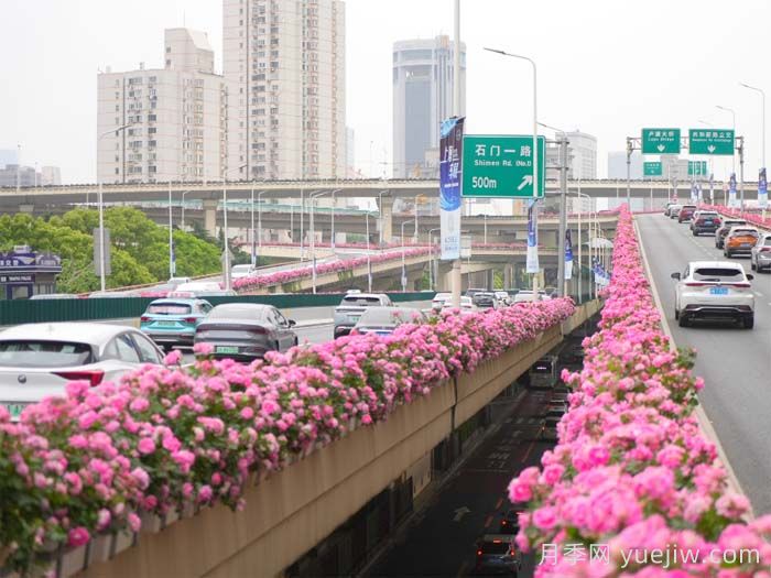 月季广泛种植应用在城市绿化带，原因究竟是什么？(图3)