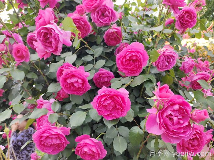 藤本月季：城市立体绿化彩色花木主力(图4)