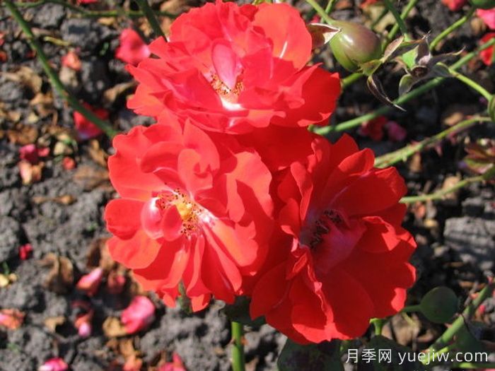 藤本月季：城市立体绿化彩色花木主力(图7)