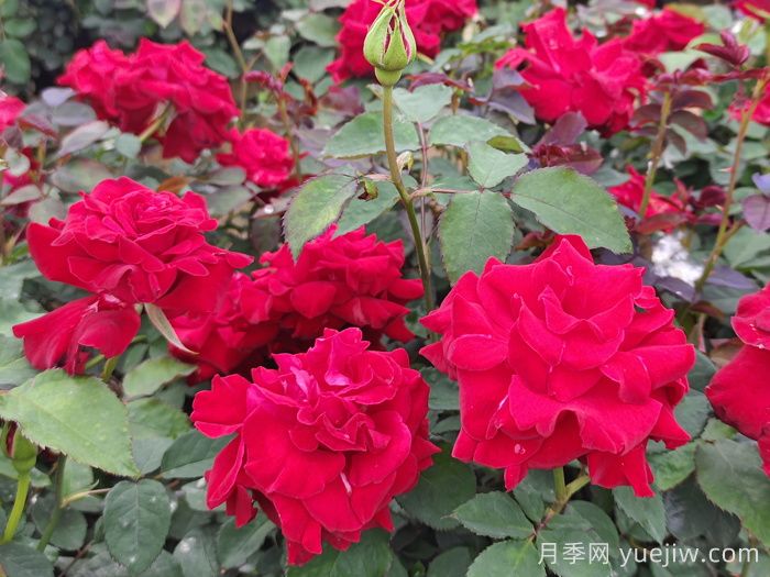 月季花的药材传说(图1)