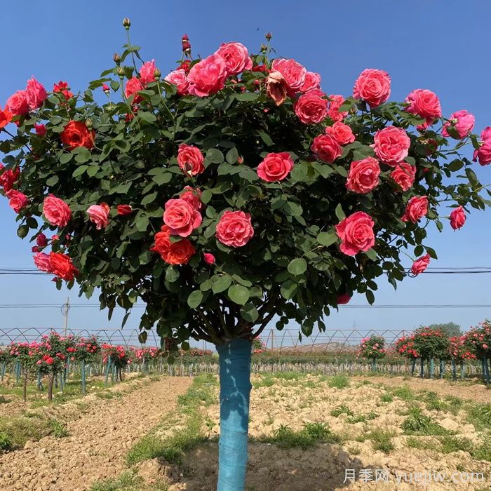 月季花什么时候修剪？选对时间才能爆花(图1)