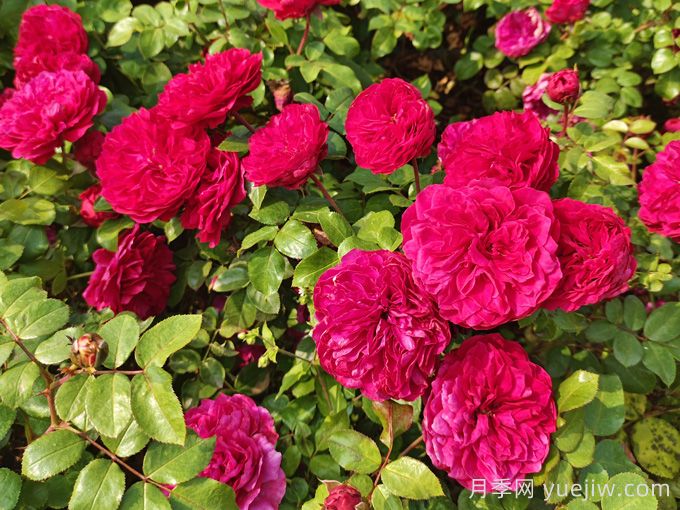 4个月季品种是开花机器，大花量让你拥有花园(图1)