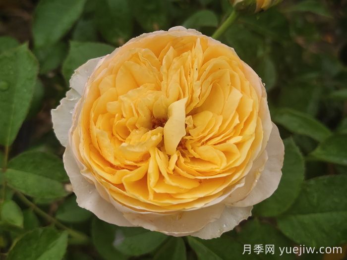 条件有限，适合阳台的12款月季(图5)