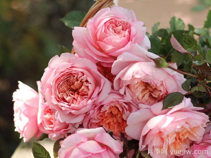 条件有限，适合阳台的12款月季(图6)