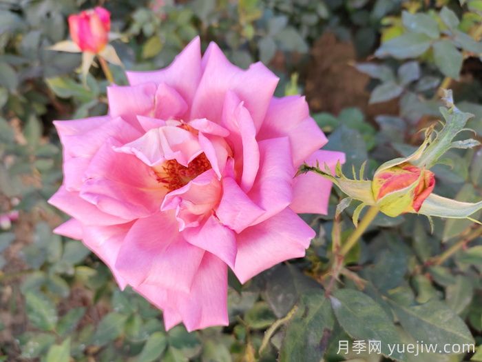 月季：曾陪桃李开时雨，仍伴梧桐落后风(图1)