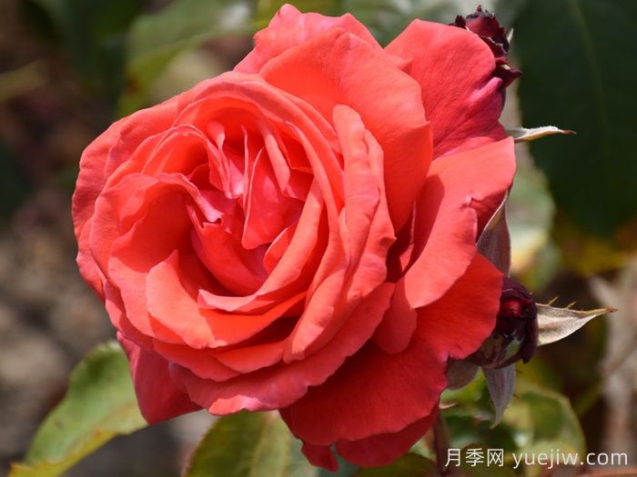 WFRS殿堂盘点世界上最受欢迎的16个月季品种(图3)