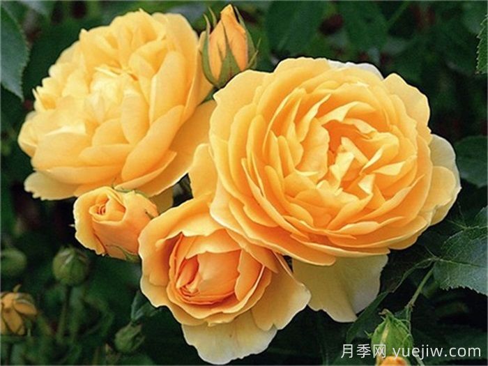 WFRS殿堂盘点世界上最受欢迎的16个月季品种(图10)